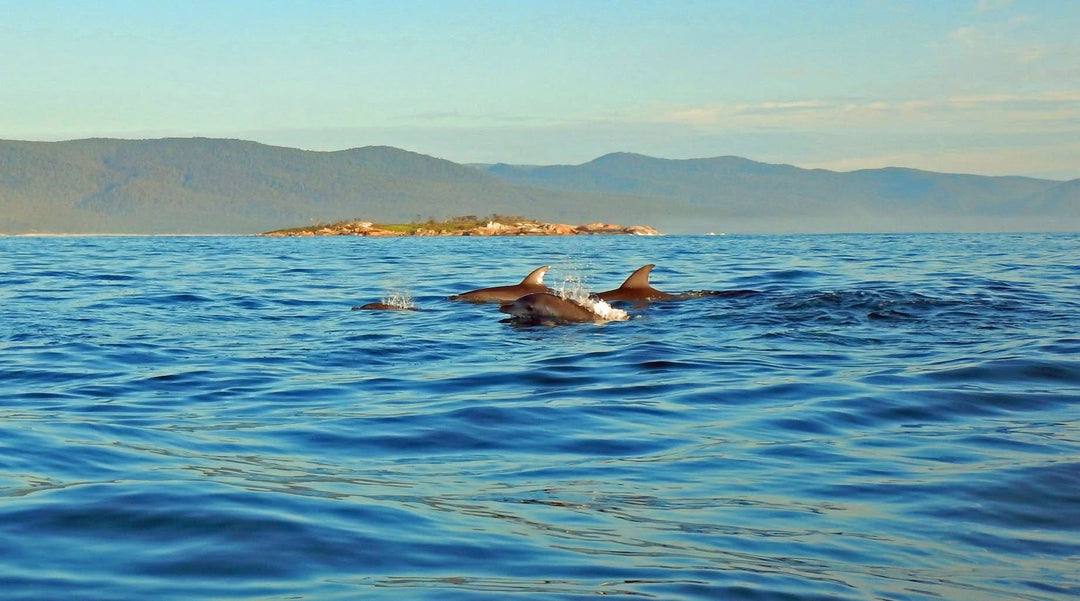 Bicheno Wild Ocean Swimmers Mens Racers